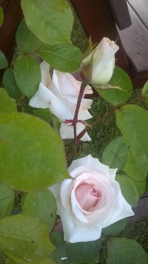 swan lake - Trandafiri 2016