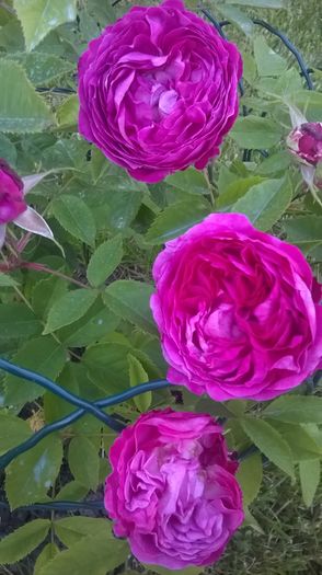 reine des violettes - Trandafiri 2016