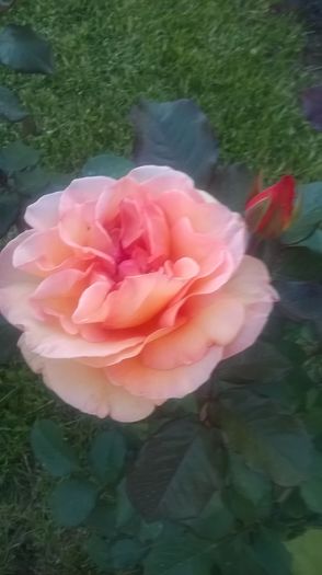 doris tysterman - Trandafiri 2016