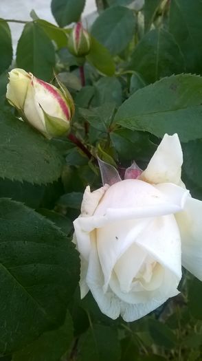 WP_20160523_06_17_57_Pro - Trandafiri 2016