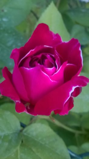 baron girod - Trandafiri 2016