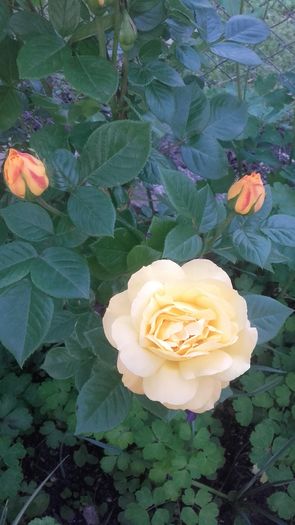 Golden Showers - Trandafiri 2016