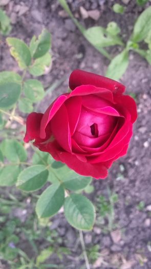 Dimov - nr. 71 - Trandafiri 2016