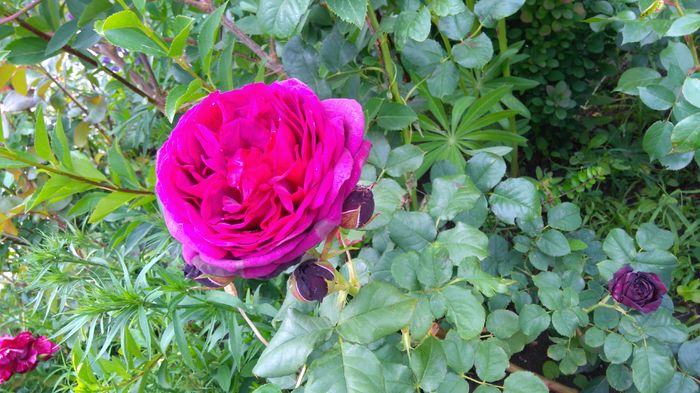 Astrid Grafin von Hardenberg - Trandafiri Rosen Tantau