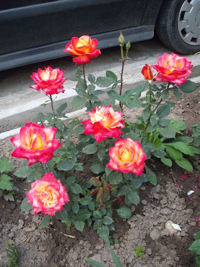 DSCF5345