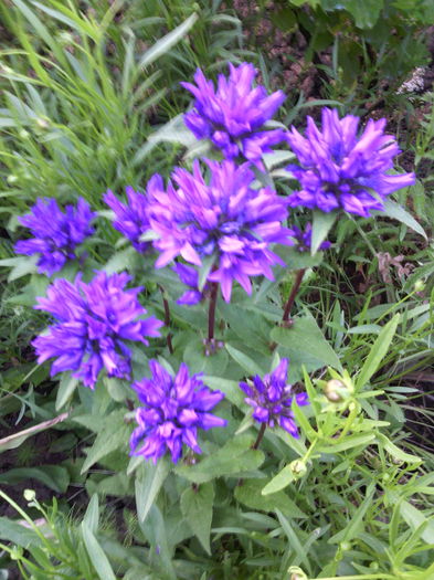 Campanula glomerata - 01-Flori din curtea mea 2016