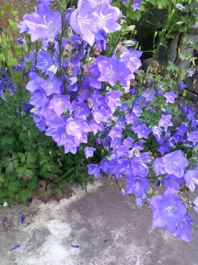 Campanula platycodon - 01-Flori din curtea mea 2016