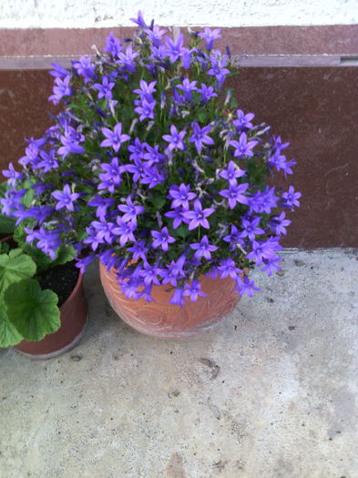 Campanula isophylla - 01-Flori din curtea mea 2016