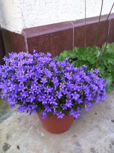 IMG_20160522_200801 - 01-Flori din curtea mea 2016