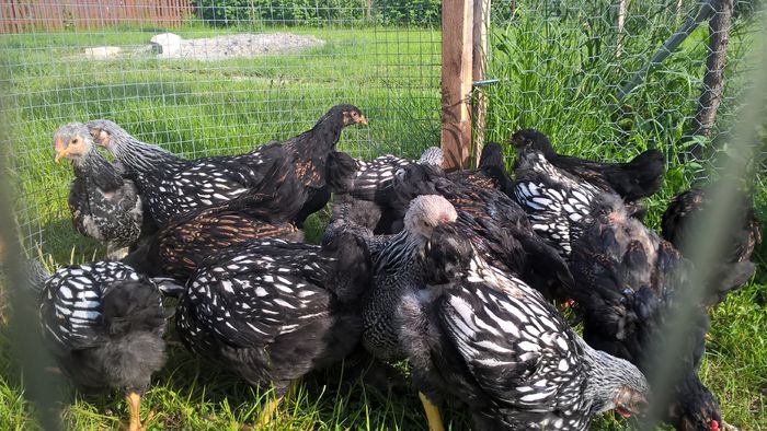 WP_20160522_17_18_49_Pro