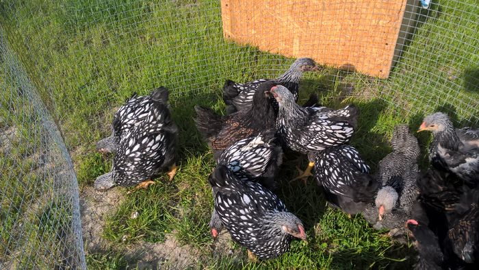 WP_20160522_17_18_28_Pro