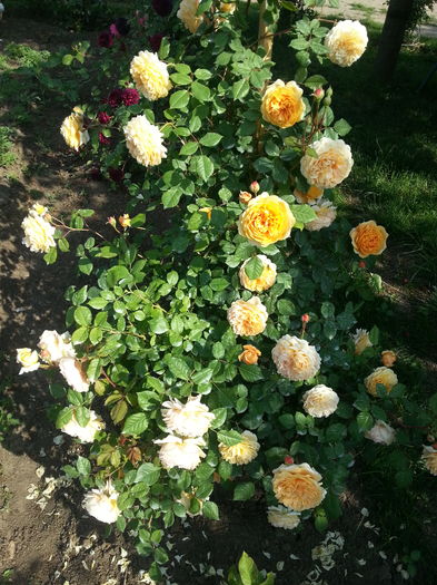 20160521_091849[1] - crown princess margareta