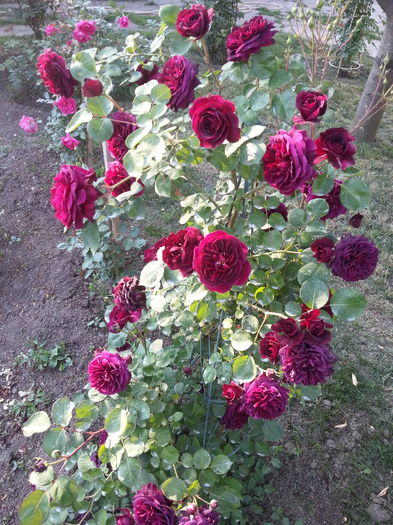 20160522_184649[1] - tradescant