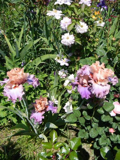  - 3 Gradina 2016