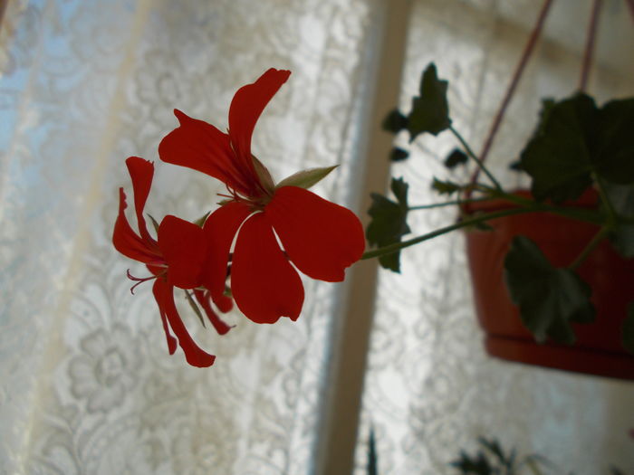  - 0 Zambetul florilor