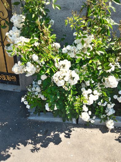 P_20160523_114052_HDR