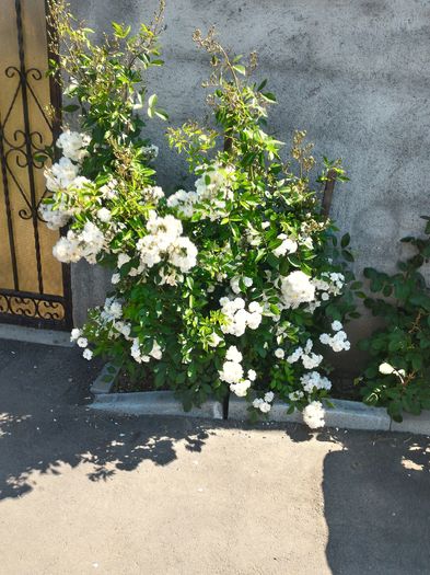 P_20160523_114042_HDR