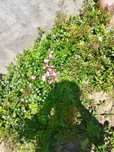 P_20160523_114003_HDR