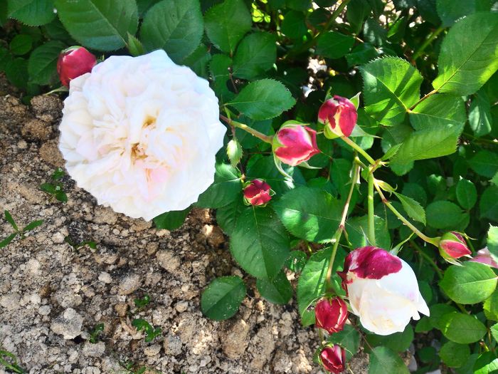 P_20160523_113332_HDR