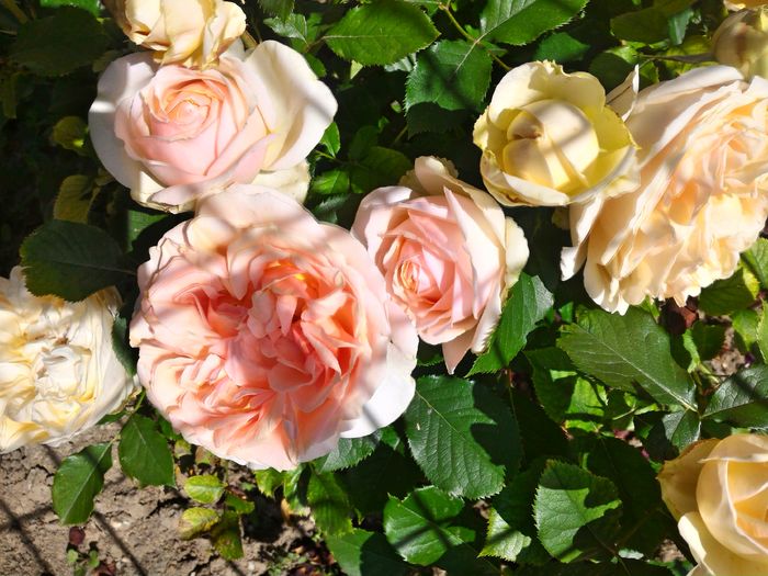 P_20160523_113020_HDR