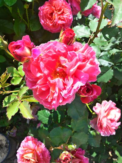 P_20160523_112841_HDR