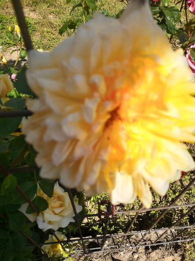 P_20160523_112225_HDR