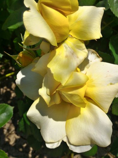 P_20160523_112149_HDR