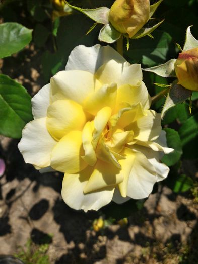 P_20160523_112144_HDR