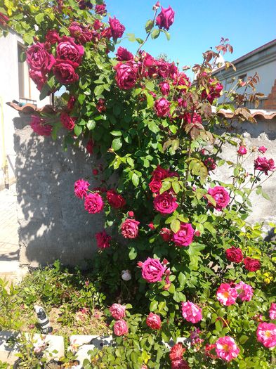 P_20160523_105318 - 1Trandafiri 2016