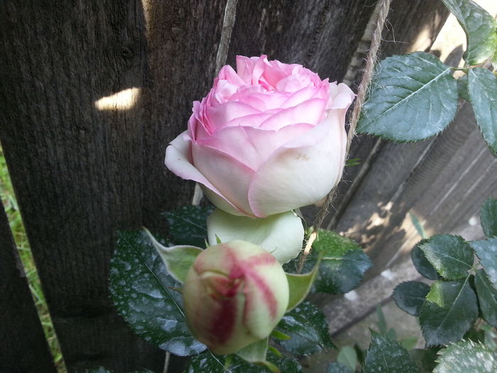 20160521_093038[1] - eden rose