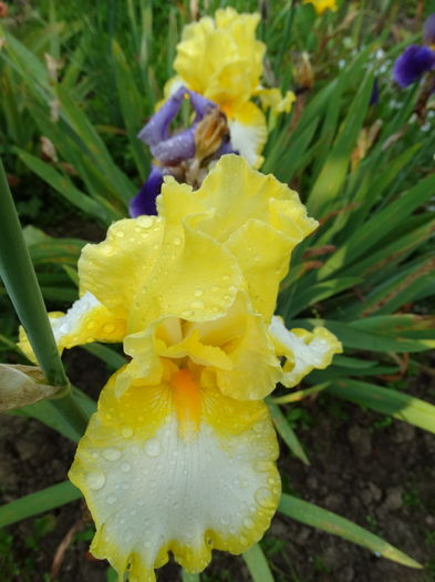 DSC03609 - c-irisi 2016