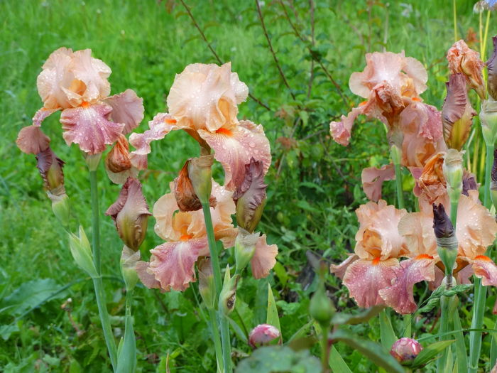 DSC03610 - c-irisi 2016