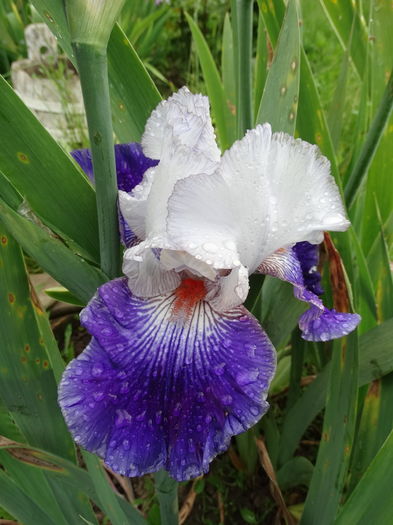 DSC03624 - c-irisi 2016