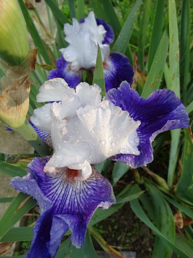 DSC03625 - c-irisi 2016