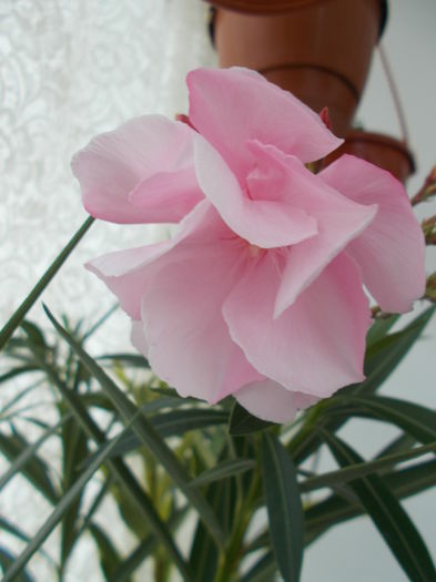 Louis Pouget - parfumat .; Multumesc !
