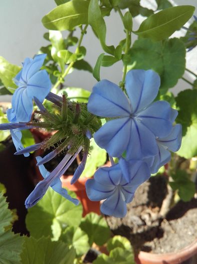 20160523_103108 - Plumbago