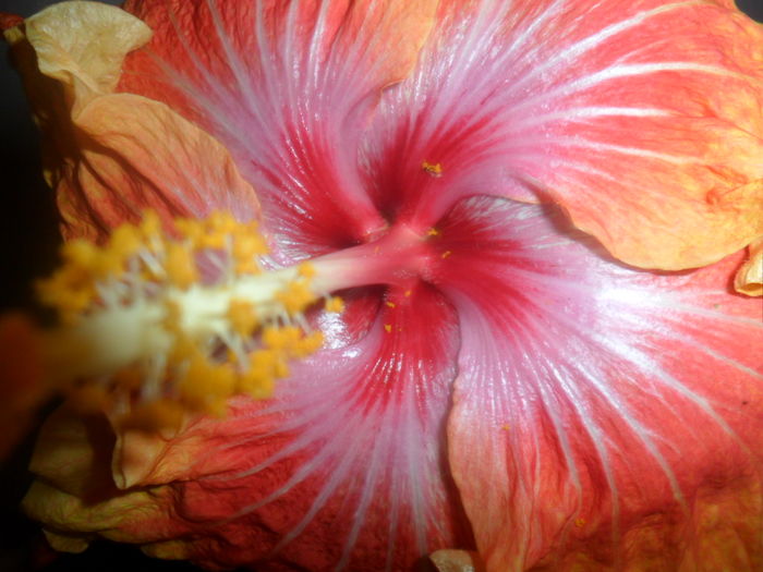 044 - susan schueter