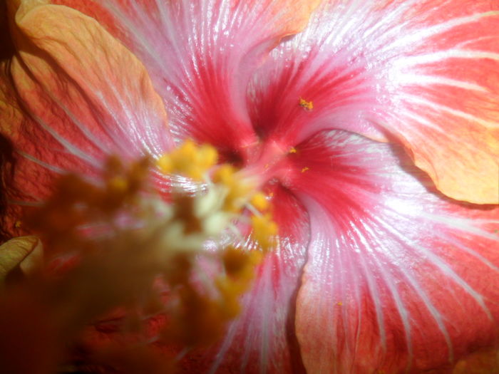 susan schueter - hibiscusi 2016-1