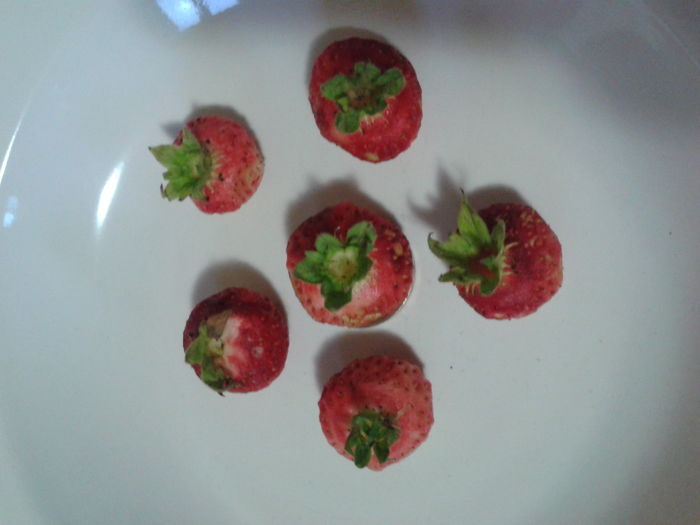 Fotografie0055 - 0 0 Arbusti fructiferi 2017-2018