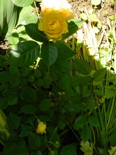 DSCN9085