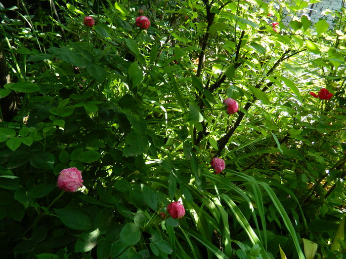 DSCN9091