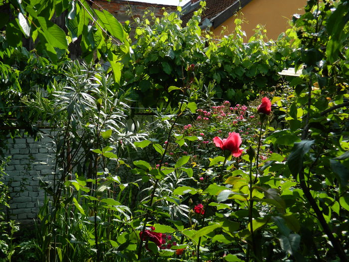 DSCN9103 - 2016 MAI_4