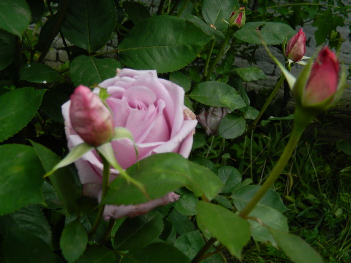 DSCN9116 - 2016 MAI_4