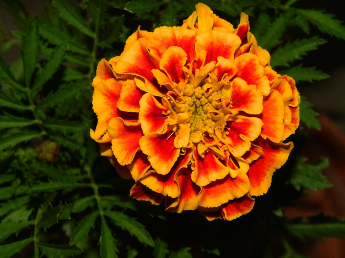 DSCN9150