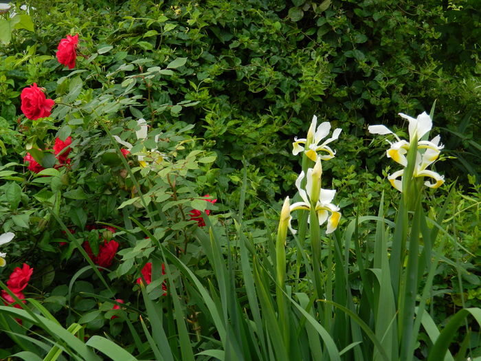 DSCN9154 - 2016 MAI_4