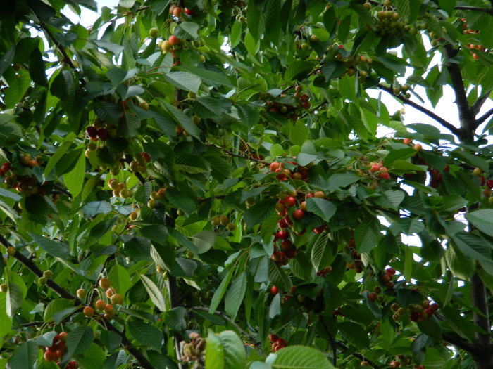 DSCN9184