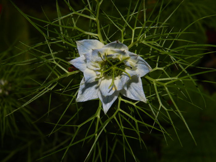 DSCN9187