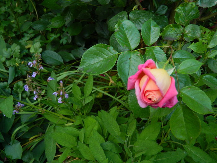 DSCN9196