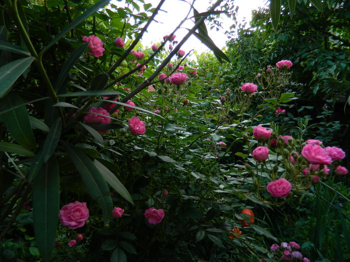 DSCN9221