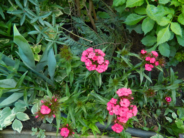 DSCN9223